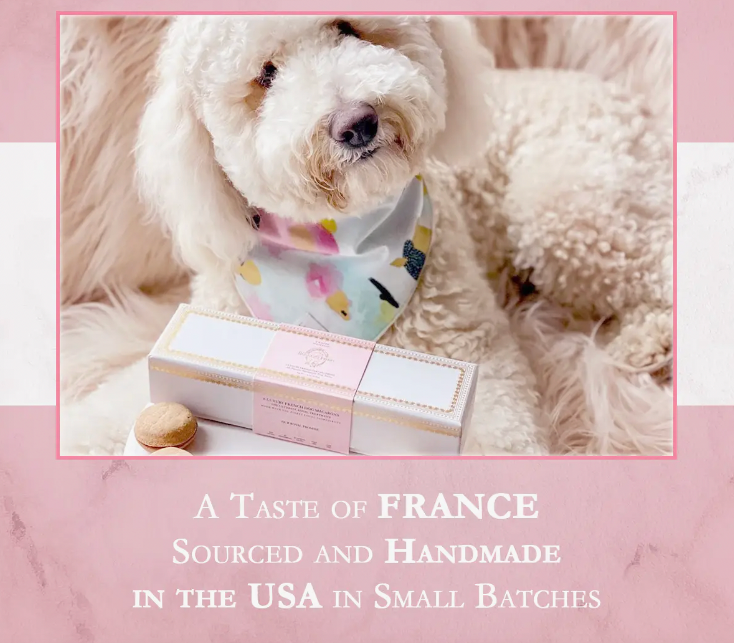 Dog Macaron Treats