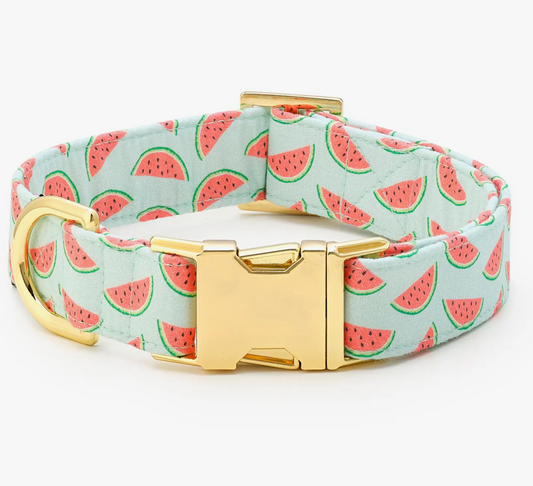 Foggy Dog: One in a Melon Dog Collar