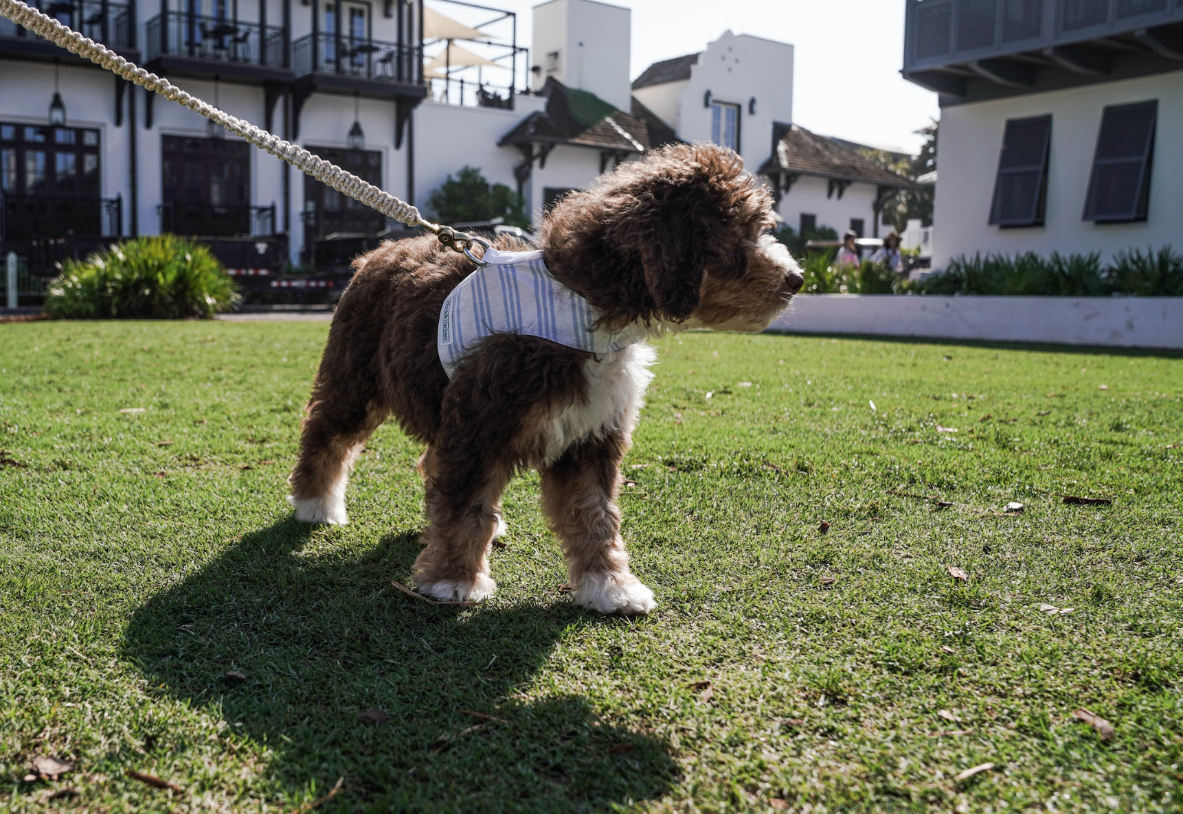 Windsurf Vest Harness