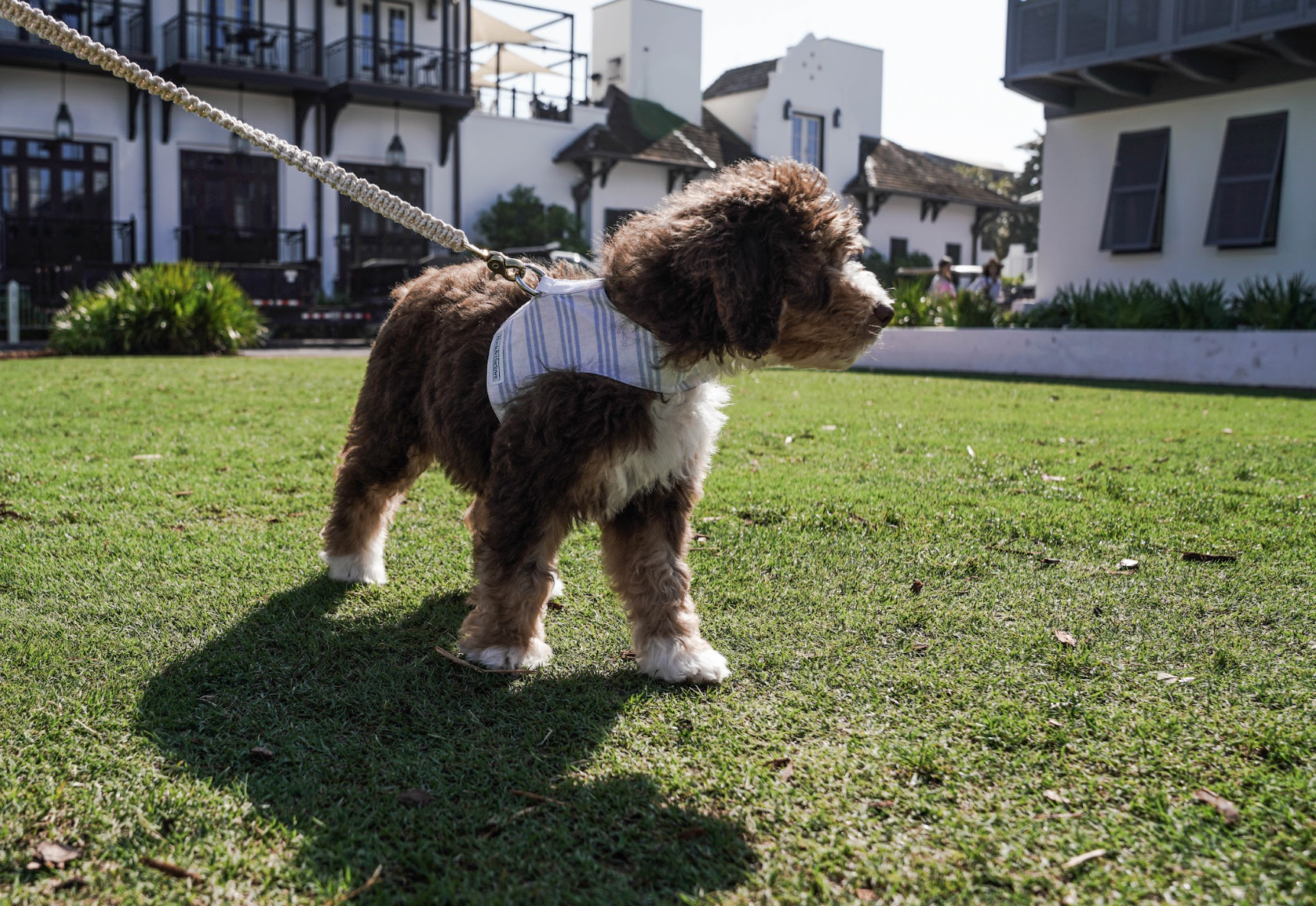 Key West Vest Harness