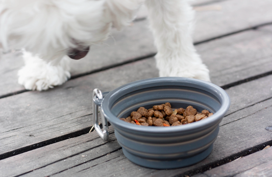 Prima Collapsible Water Bowl