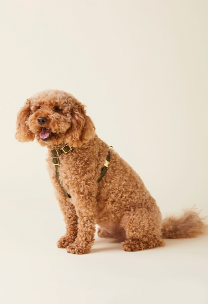 Foggy Dog Harness