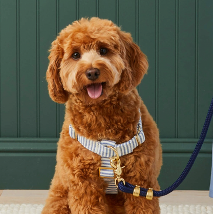 Foggy Dog Harness – Huck and Harlowe