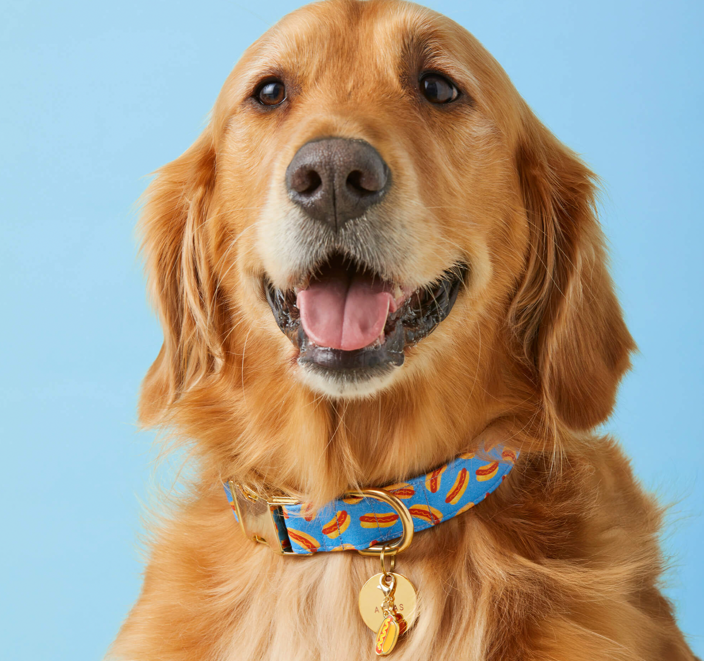 Hot Diggity Dog Collar