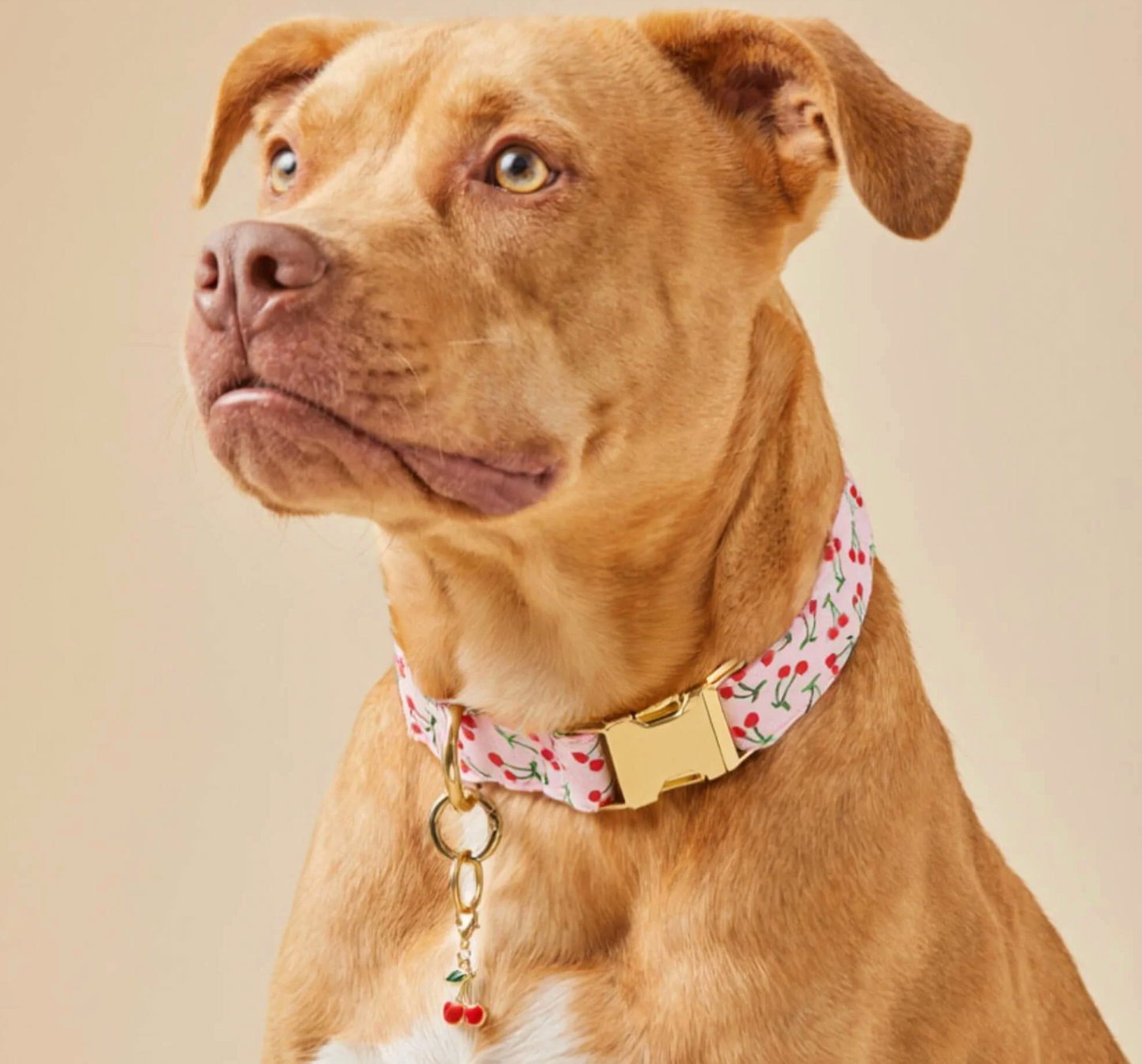 Cherry Jubilee Dog Collar