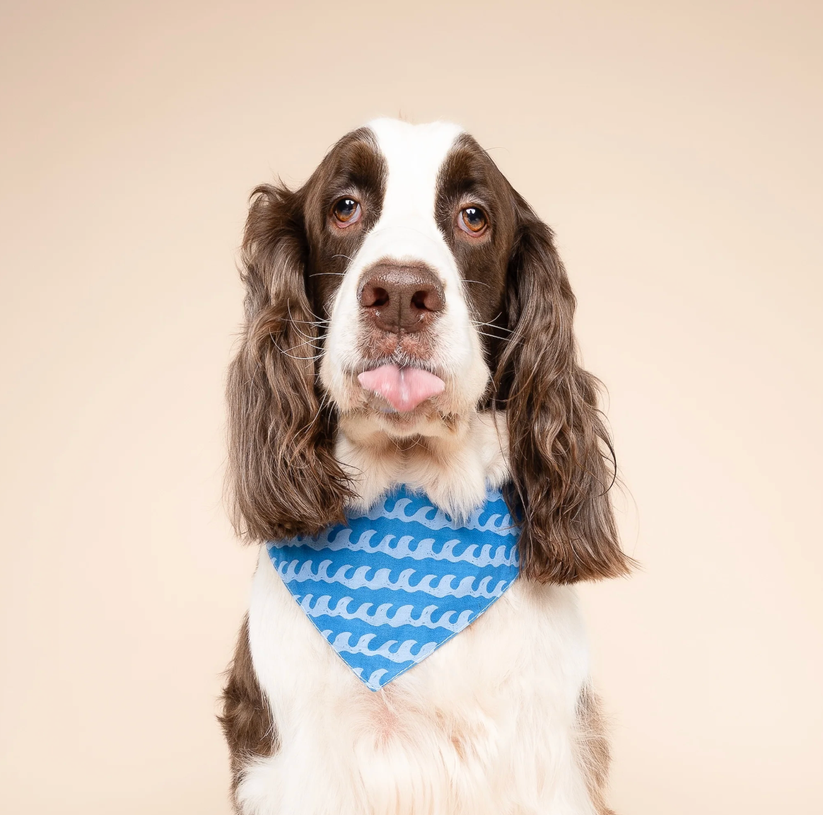 Surf's Up Dog Bandana