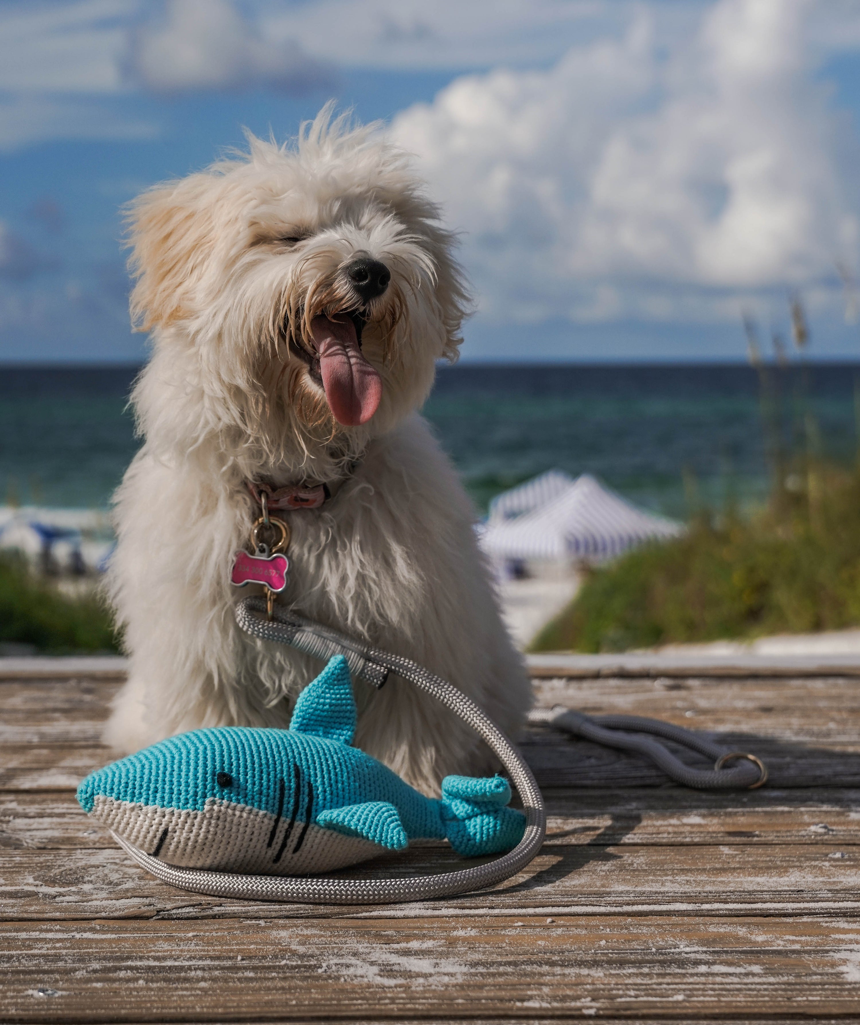 Sammy The Crochet Shark