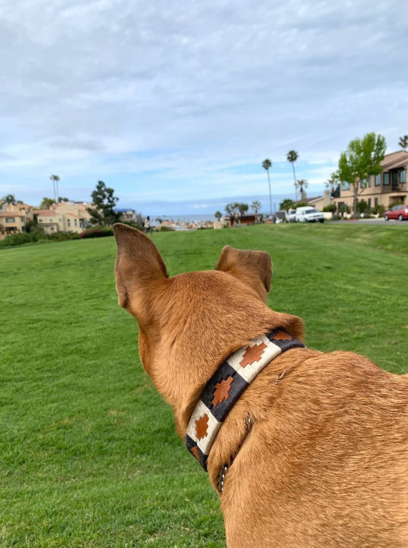 Zilker Antone's Collar