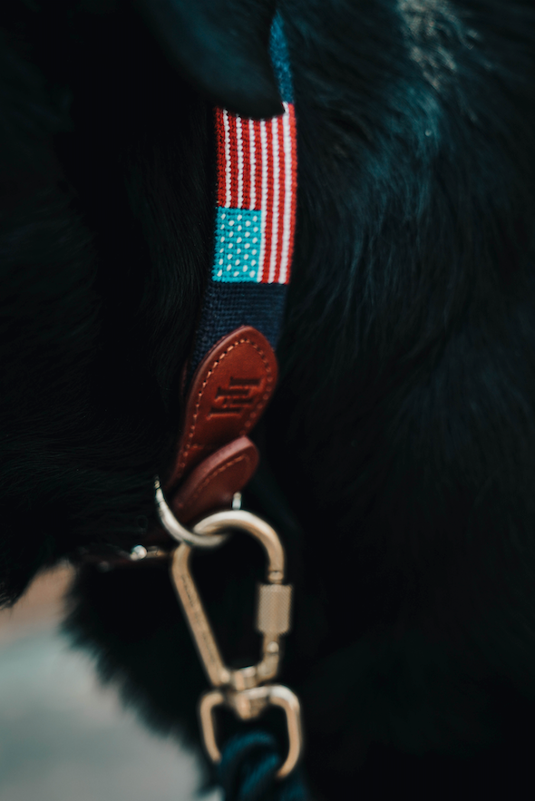 Jackalope Needlepoint Dog Collar