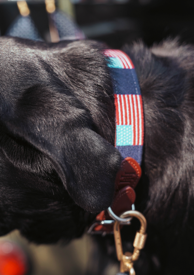 American Flag Needlepoint Collar