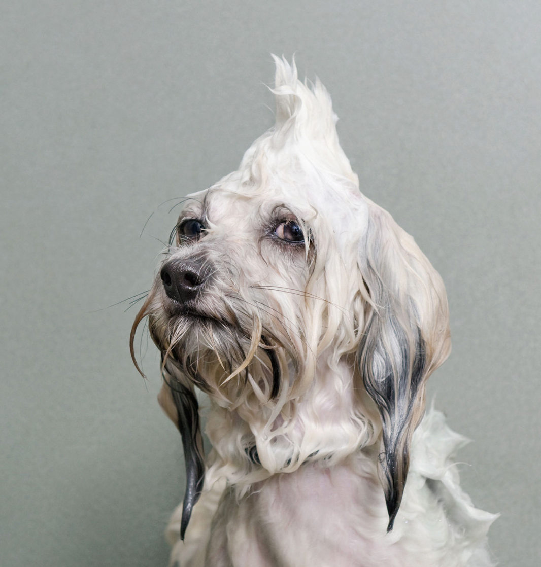 Wet Dog Book
