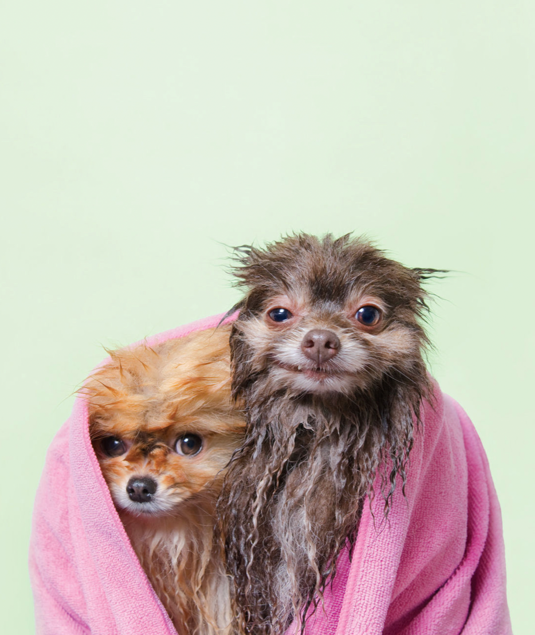 Wet Dog Book