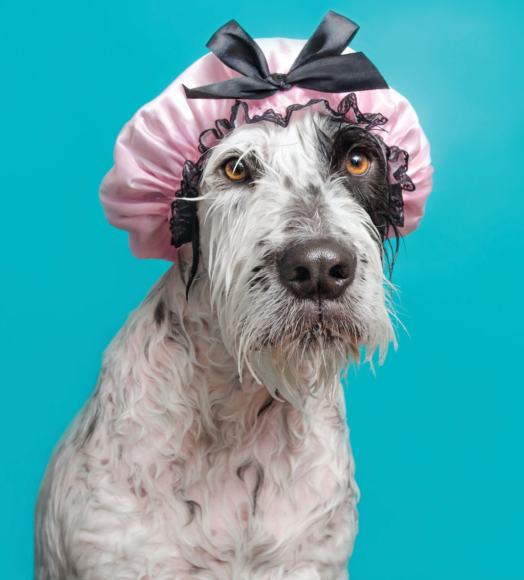 Wet Dog Book