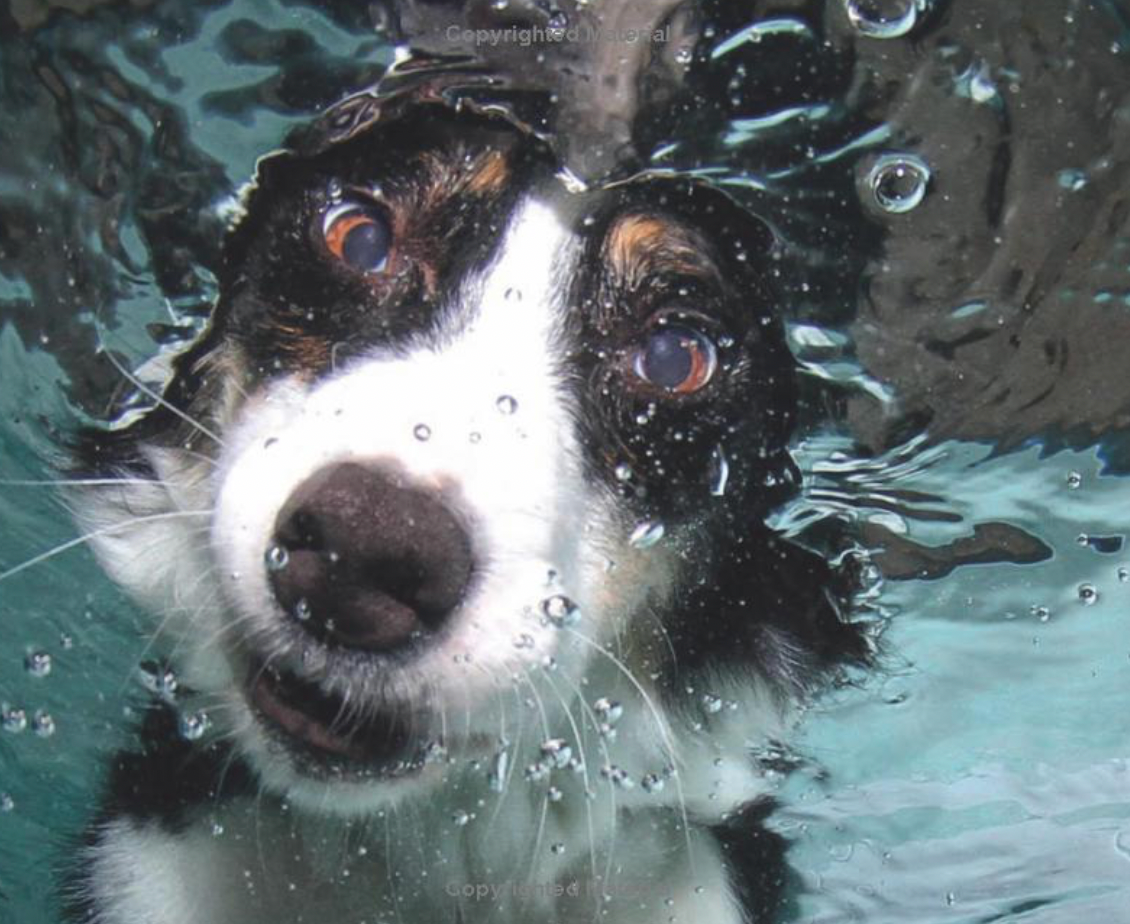 Underwater Dogs Book