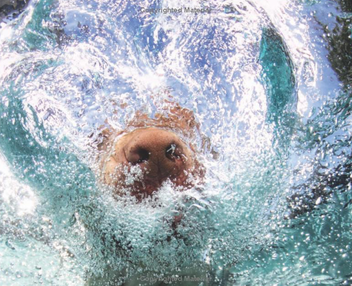 Underwater Dogs Book