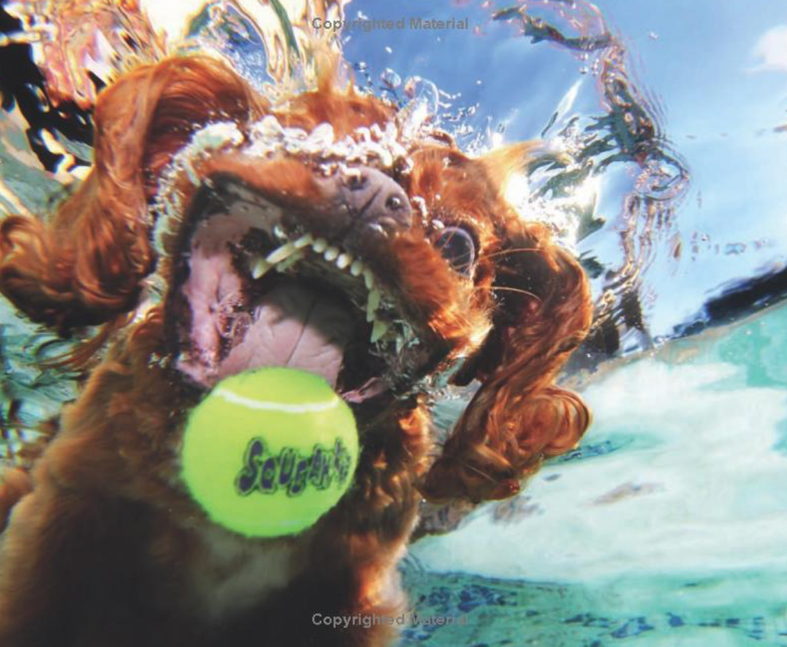 Underwater Dogs Book