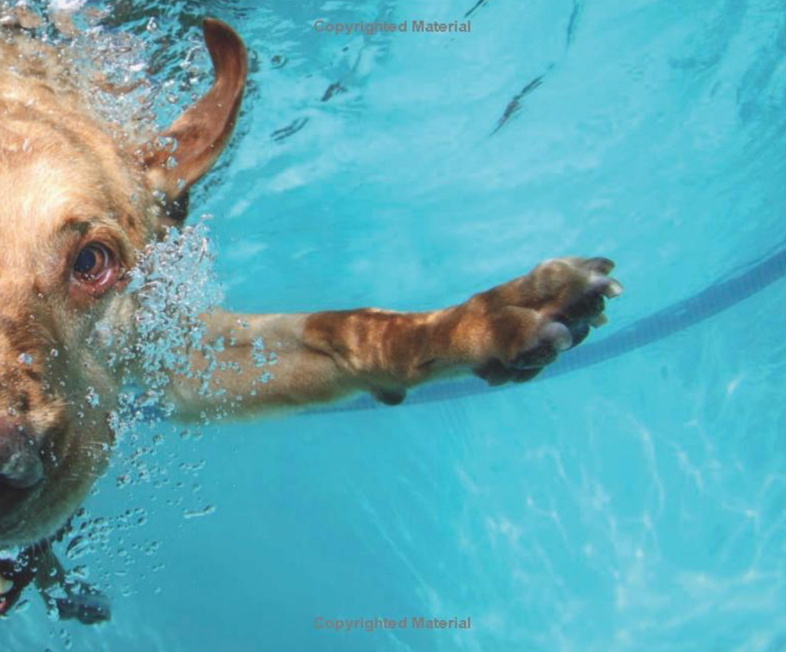 Underwater Dogs Book