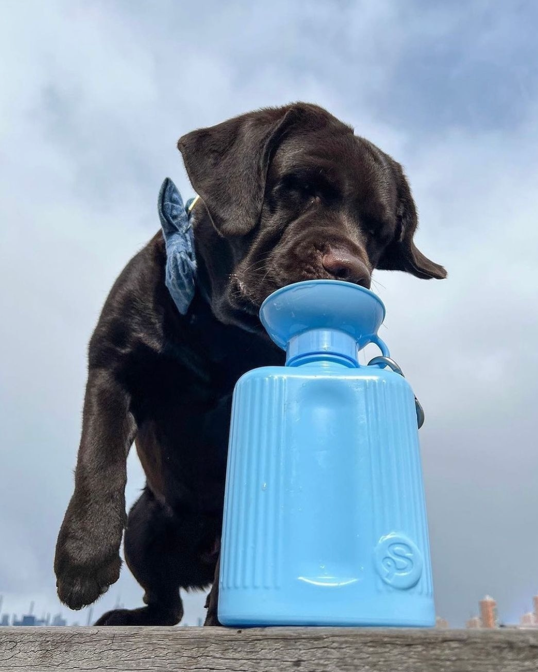 Springer Growler Sky Blue 44oz