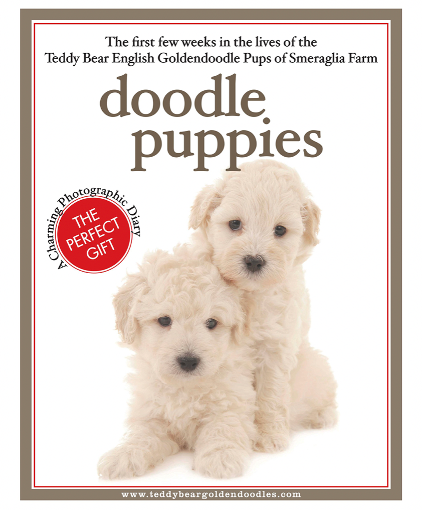 Doodle Puppies