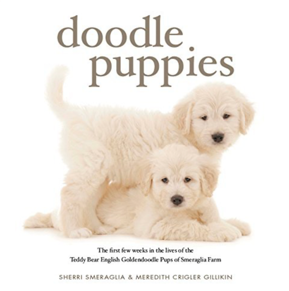 Doodle Puppies
