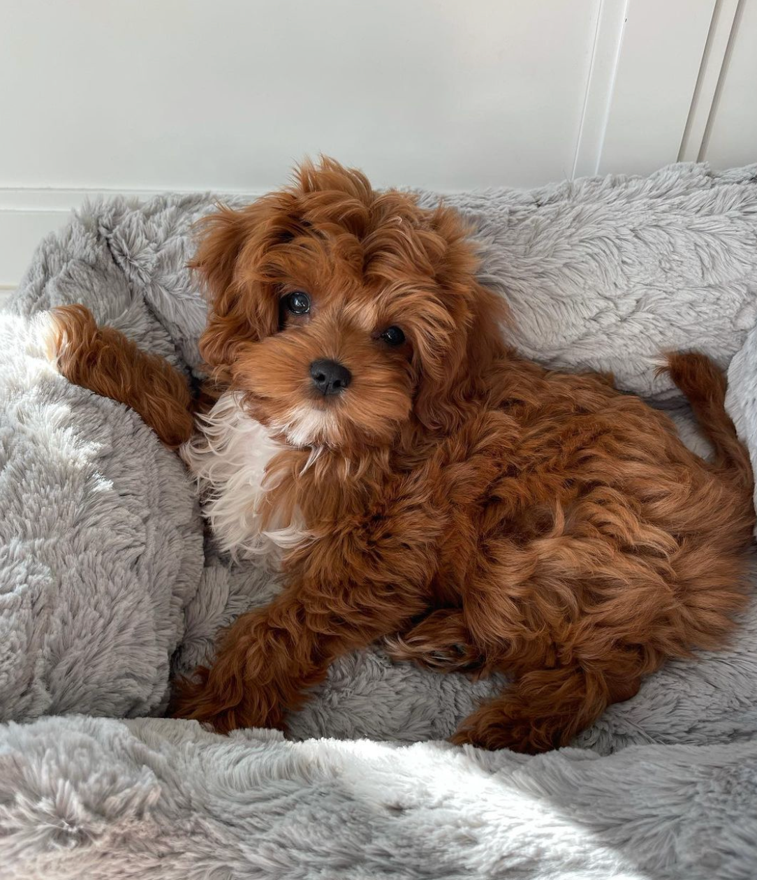 Hello Doggie Bella Blanket